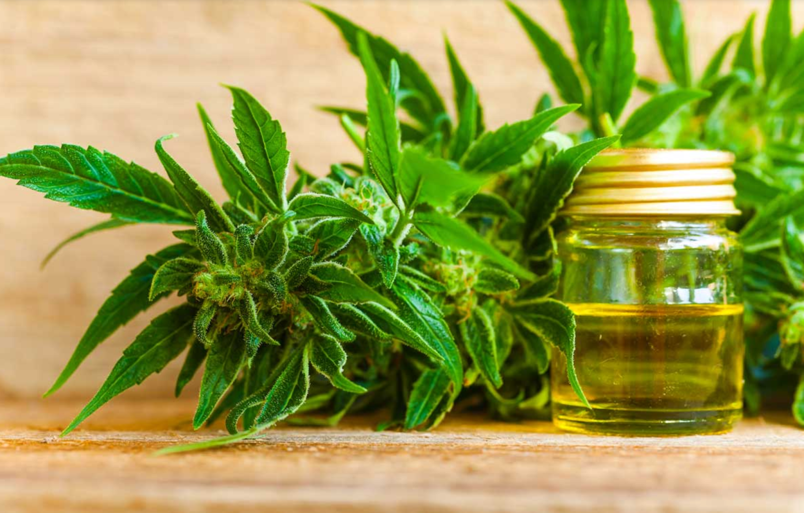 The Healing Powers of CBD for Emotional and Physical Wellness